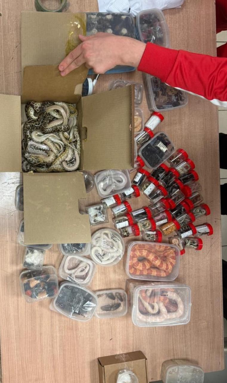 عاجل: ثعابين وعقارب وديدان.. أغرب عمليات التهريب في مطار القاهرة