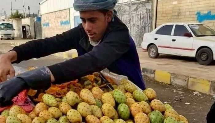عاجل: التين الشوكي في اليمن.. فاكهة الفقراء وموسم الفرص الذهبية
