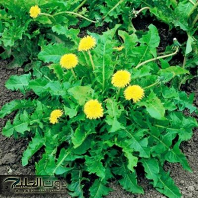 «الصين هتتهبل عليها»… عشبة بمليون جنيه موجودة في كل مكان ولا يعرف عنها حد أبدا وقيمتها الغذائية عالية جداا!!