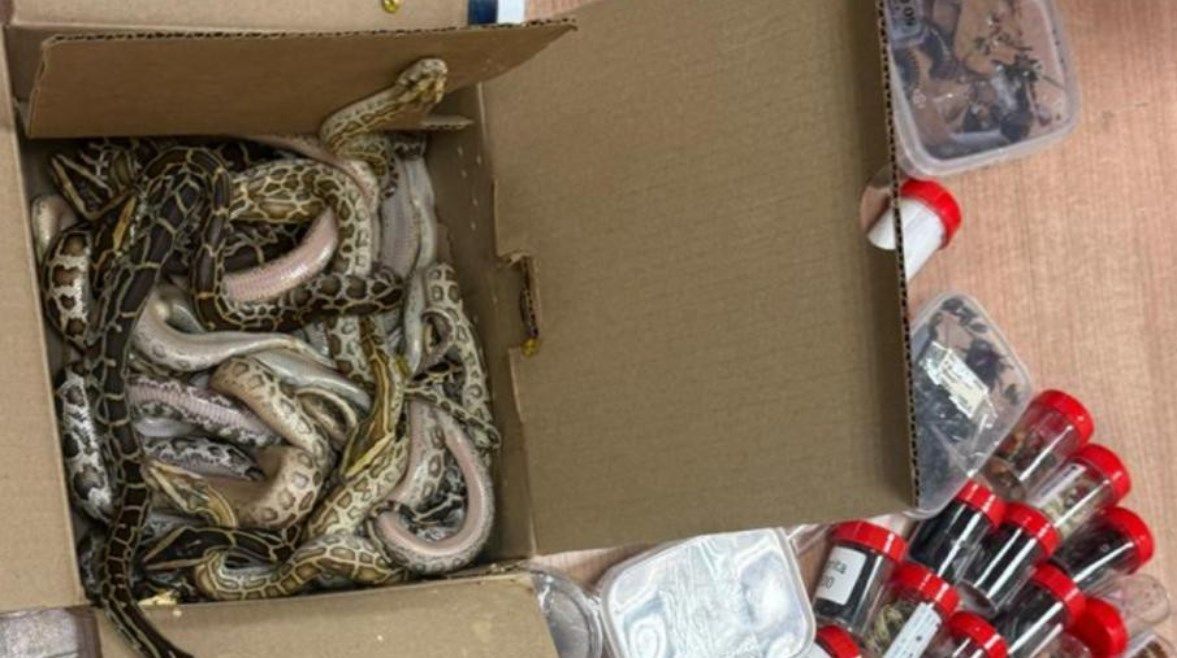 عاجل: ثعابين وعقارب وديدان.. أغرب عمليات التهريب في مطار القاهرة