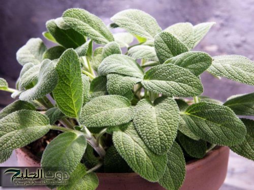 إزاي عايشين وولسه منعرفهاش؟!.. عشبة ربانية برخص التراب تعالج 40 مرضًا وتضبط السكر التراكمي