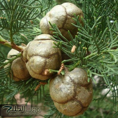 العالم هيموت ويعرفها .. عشبة ربانية نزلت من السماء تسكن جميع آلام الجسم وتمنح الشعور بالهدوء والإسترخاء