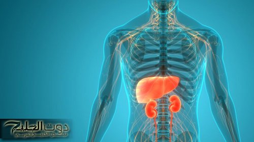 نهى عنها الرسول "ص".. الأطباء يحذروا من عادة يفعلها ملايين الناس يوميًا تدمر الكلى تمامًا