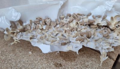 عاجل: الداخلية” تُحبط تهريب 5 ملايين قرص إمفيتامين بالتنسيق مع “الجمارك اللبنانية