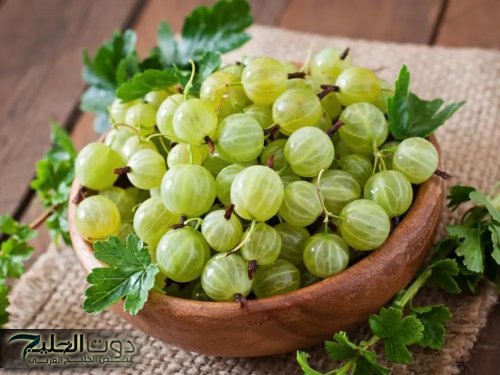 ” معجزة ربانية حيرت العالم بأكمله ” .. عشبة سحرية تحارب السرطان وتقوي العظام وتحسن وظائف الكبد والكلى وحل