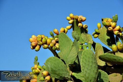 "مستحيل تخطر علي بالك"....ذهب الصحراء تزرع في مصر تضبط مستوي السكرتقضي علي الأمساك والسرطان