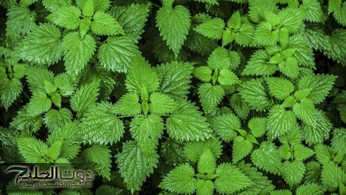 ضاع عمرك وانت متعرفش» .. عشبة طبيعية تضبط مستوي السكر في الدم وتحارب الشيخوخة والتجاعيد وتمنح القوة والشباب