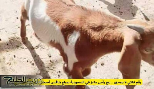 رقم فلكي لا يصدق .. بيع رأس ماعز في السعودية بمبلغ ينافس أسعار السيارات الفارهة