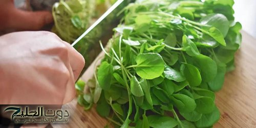 «كنز مستخبي عنك».. نبات موجود بالقرب منك دون أن تعلم أنه يعيد اليك الشباب حتى لو العمر فوق الـ70 سنة!!