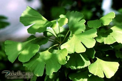 عشبة سحرية ربانية هتخليك تنعم بشباب ونجم جيلك.. حتى لو سنك كام كله هيبقى تمام مع العشبة السحرية دي!!