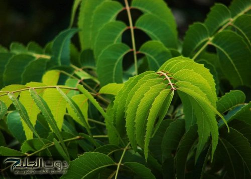 تتفوق على جميع المسكنات الدوائية..ملعقة واحده فقط من هذه العشبة تنهي كل اوجاعك للابد..متوفرة ورخيصة!!