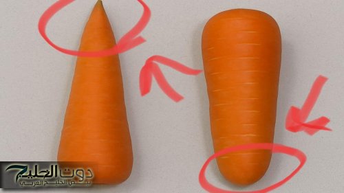 "مناسب في السلطة ولا الطبخ؟" اكشتف الفرق بين الجزر المدبب والمقعر وأهم فوائده الصحية واستخداماته