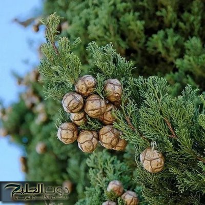 العالم هيموت ويعرفها .. عشبة ربانية نزلت من السماء تسكن جميع آلام الجسم وتمنح الشعور بالهدوء والإسترخاء