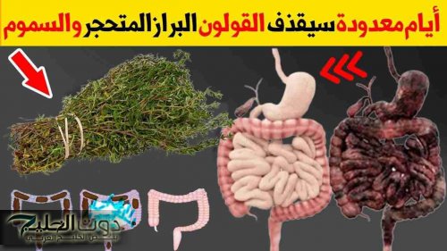 كنز بمليون دولار .. العشبة الخارقة لتنظيف القولون وتطهير الأمعاء من البراز المتحجر والفضلات والغازات بطريقة