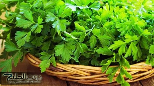 عشبة نزلت من الجنة تفتت الحصوات وتخفض السكر التراكمي وتنظف الجسم من السموم وتعزز وظائف الكلى