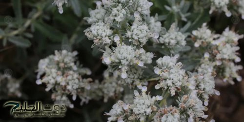 فوائد وأضرار عشبة "الجعدة".. تعرف على الجانب المظلم والمشرق في هذه العشبة الطبيعية البسيطة