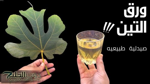 «النتيجة هتخليك تشربه كل يوم!».. مغلي أوراق التين قبل النوم هيفاجئ جسمك في أسبوع فقط.. الدراسات العلمية تؤكد