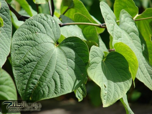 "هـدية نـزلت من السمـاء" أعشاب تساعد على النوم بدون ارق أو تفكـير وبدرون اضرار جانبيــة..