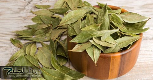 “عشبة هبطت من السماء”.. استخدموها بهذه الطريقة لمدة 3 أيام فقط وقولوا وداعًا للكرش ودهون البطن.. مفعولها
