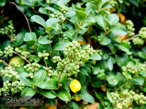 «عجوز هندي قالي عليها»… مكون طبيعي مذهل لعلاج تجاعيد البشرة ومكافحة علامات الشيخوخة