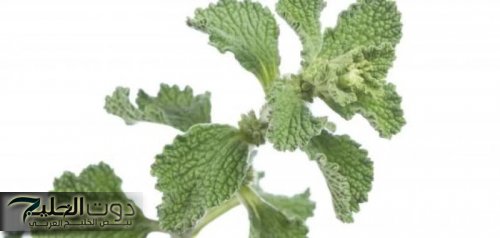عشبة رخيصة الثمن متوفرة في كل مطبخ تعالج النقرس وآلام المفاصل ولها فوائد أخرى..تعرف عليها
