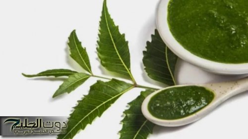 ملعقة واحده فقط من هذه العشبة المعجزة تنهي كل اوجاعك للابد .. اوراق هذه الشجرة هدية سماوية مذهلة اعادة الامل للملايين من مرضى السكرى