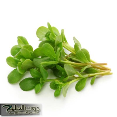 «وداعا لعلاج الكيماوى».. عشبة جهنمية جبارة تقضي على الورم تماما تنمو في فصل الشتاء