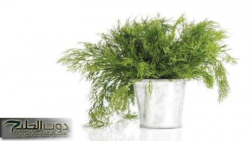 خبير تغذية يكشف عن عشبة خضراء تحمي من فقدان البصر في الشيخوخة ويقويه كانك شباب