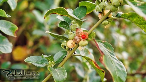 لازم تجربها حترجعك شباب..عشبة طبيعية مقوي عام للجسم وتعمل على تقليل التوتر والقلق وتحسن صحة القلب