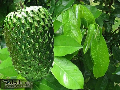 اكتشف العشبة السحرية التي تهاجم السرطان وتقضي عليه نهائيًا بطريقة مذهلة لن تصدقها