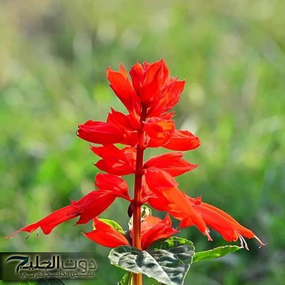 موجودة في كل منزل... معجزة ربانية العشبة المنسية البسيطة تنشط الذاكرة وتقوي المناعة وتنهي هشاشة العظام