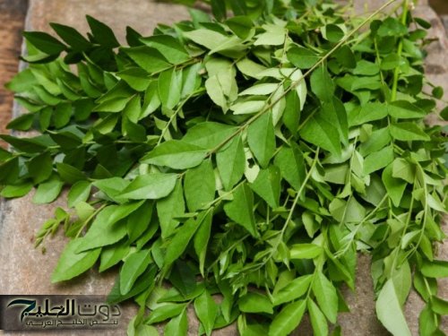 أشهر عشبة هندية في الوطن العربي.. تخفض السكر في الدم في دقائق معدودة وتحسين وظائف الكبد والكلى!!