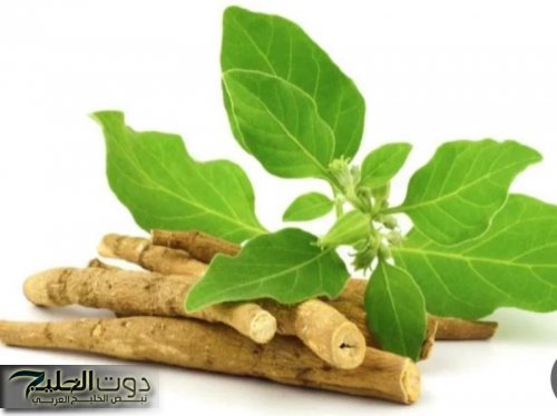 هتروح في سابع نومه .. عشبة طبيعية منتشرة في السعودية تجعلك تنام بسرعة جدا في أقل من خمس دقائق وبدون أي أضرار