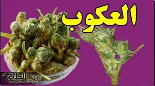 معجزة ربانية .. عشبة سحرية تنظف الكلي والكبد وتطهر القولون من الغازات والبراز المتحجر وتقوي المناعة وتعالج