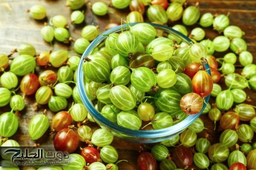 ” السعودية هتتجنن وتزرعها ” .. عشبة سحرية تحارب السرطان وتقوي العظام وتحسن وظائف الكبد والكلى وحل مثالي