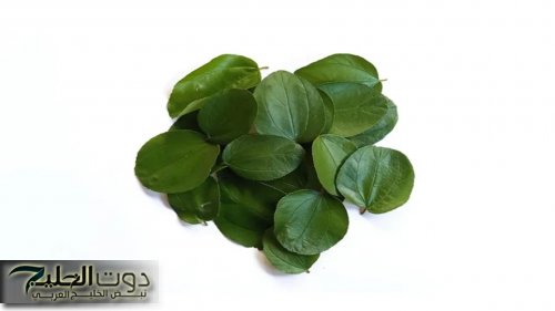 «امريكا هتموت عليها»… عشبة ربانية موجودة في كل بيت تطول وتكثف الشعر من الاستخدام الاول