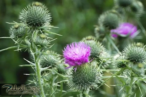 معجزة نزلت من السماء .. عشبة ربانية تنمو في الصحراء تعالج الكبد وتنقيه من السموم تماما وتعتبر الحل الأمثل
