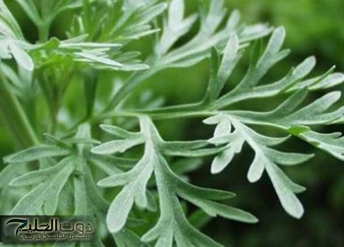 معجزة ربانية نزلت من السماء .. عشبه سحرية تقضي على تنظف القولون وتعزز وظائف الكلي وتنقي الكبد من السموم