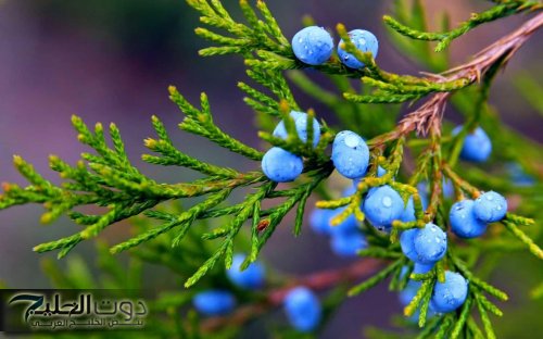 كل الدكاتره بدور عليها.. اكتشف سر العشبة السحرية التي تعيد احياء الكبد وتقضي على الكولسترول وتعالج السعال