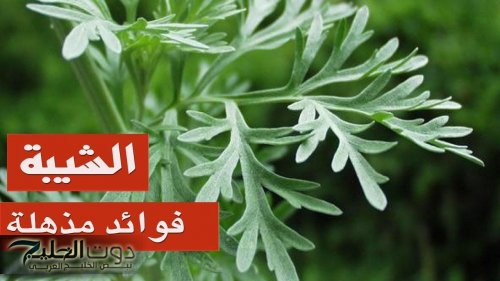 ” ازاي عايشين كل ده ومنعرفهاش ” .. عشبة سحرية معجزة منتشرة في الأسواق تقضي على جميع مشاكل الجهاز الهضمي