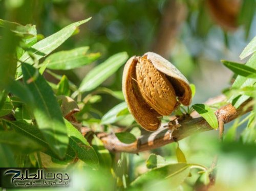 "سر الرشاقة اللي محدش واخد باله منه!!..عشبة معجزة تنسف البطن السفيلة وتزيل الدهون العنيدة