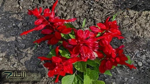 ” معجزة جبارة نزلت من السماء ” .. عشبة منسية خارقة تنشط الذاكرة وتقوي المناعة وتنهي هشاشة العظام حتى لو كان