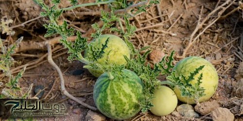 "هتتصدم لما تعرفها!!..عشبة بفوائد جبارة تنظم السكر وتغنيك عن الأنسولين..سر الصحة الحديد!"