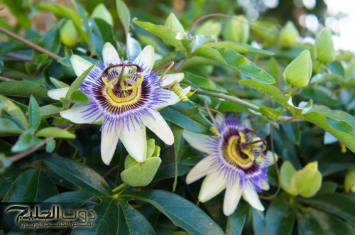 "شهيتك المفتوحة تحت السيطـرة" أعشاب تقلل من الشراهة في الأكل وتهدئ الجـوع.. عيش بصحة وراحة