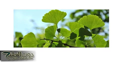 «كنز من كنوز الطبيعة»... عشبة عجيبة متوفرة بكل بيت تعزز الذاكرة وتعيد العجائز إلى بالعكاز شبابًا بفترة