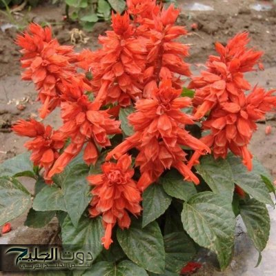 ” معجزة جبارة نزلت من السماء ” .. عشبة منسية خارقة تنشط الذاكرة وتقوي المناعة وتنهي هشاشة العظام