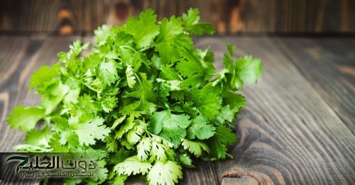 "مش هتخليك تعرف للدكتور طريق!"..عشبة سحرية تفتت حصوات الكلى وتنظف الجسم من السموم