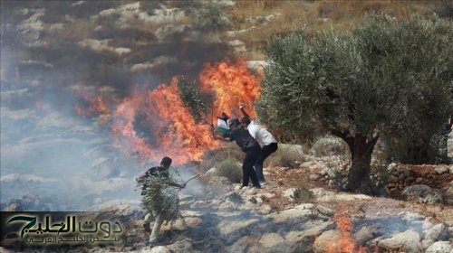 عشرات المستوطنين يحرقون ممتلكات الفلسطينيين في قرية المغير