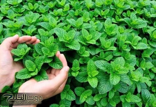 "ضاع عمرنا واحنا منعرفش" .. عشبة جبارة تخفض السكر التراكمي في الدم فوراً خلال 30 دقيقة| أقوى من