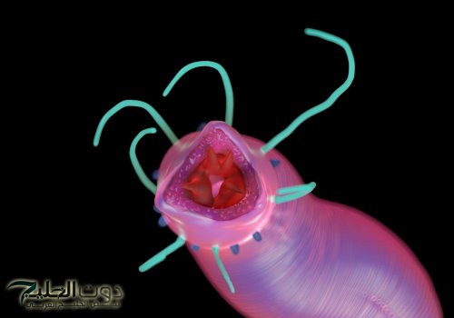 اكتشاف مذهل .. اكتشاف دودة تقضي علي أمراض الشيخوخة والتجاعيد| هترجعك شباب